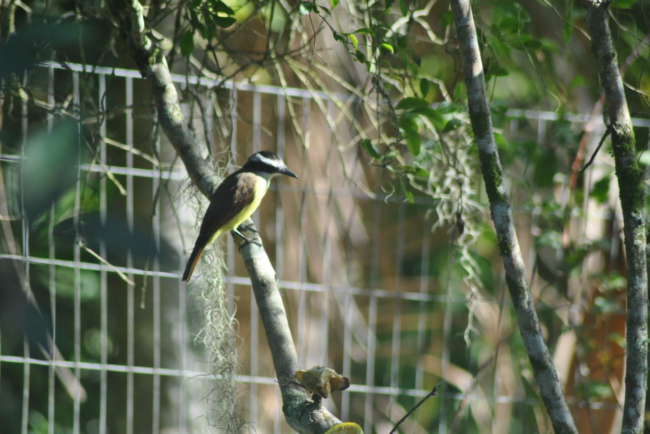 You are currently viewing Observa Costa Verde & Mar – Aves da Minha Janela encontro virtual de observação, reúne observadores de todo Brasil.