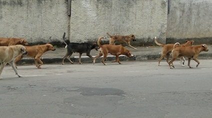 You are currently viewing Camboriú busca alternativas para o controle da natalidade de animais